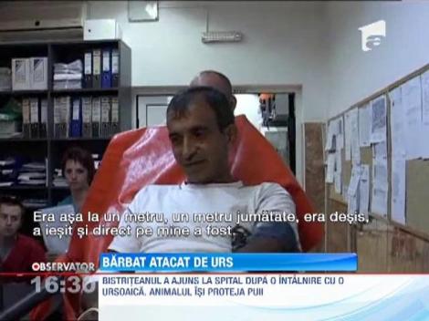 Un barbat a fost atacat de o ursoaica cu pui, intr-o padure din Muntii Bargaului