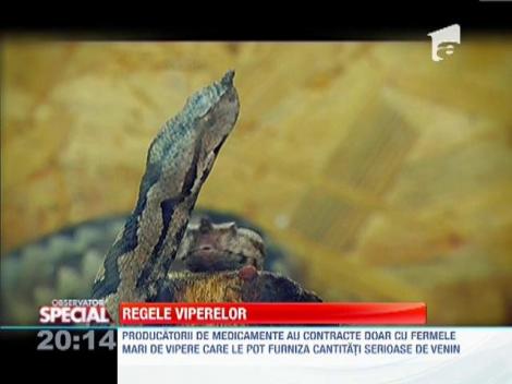 Crescator de vipere, una dintre cele mai periculoase meserii din lume