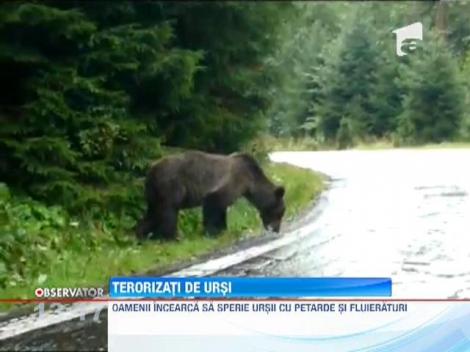 Localnicii din Harghita terorizati de ursi