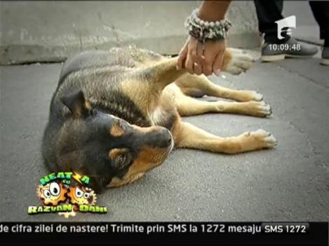 Hranirea cainilor comunitari va fi amendata