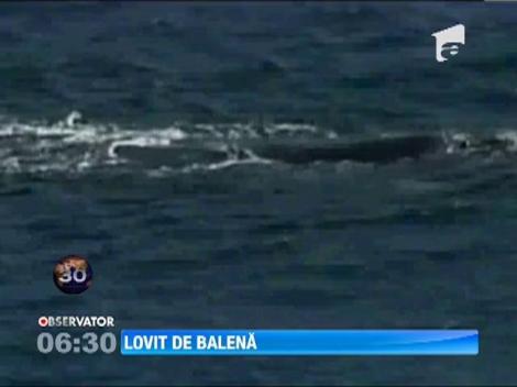 Un surfer din Australia a fost lovit in plin de o balena