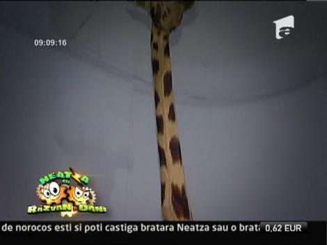 Scoala de vara de la Muzeul Antipa