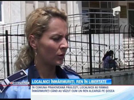 Ren evadat din curtea viceprimarului din Ploiesti