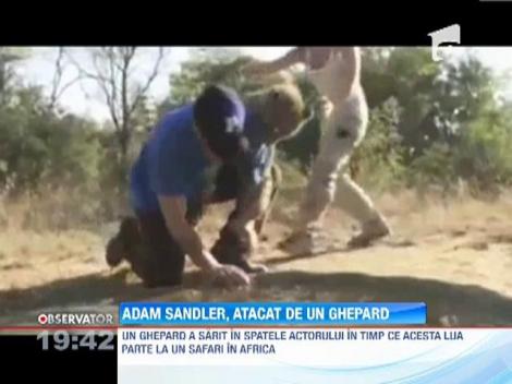 Actorul Adam Sandler, atacat de un ghepard!