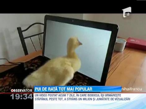 Un boboc de rata a devenit vedeta pe internet, dupa ce a fost adoptat de un roman