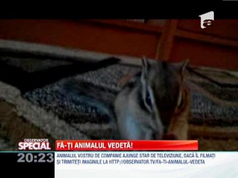 Fa-ti animalul vedeta! O veverita flamanda