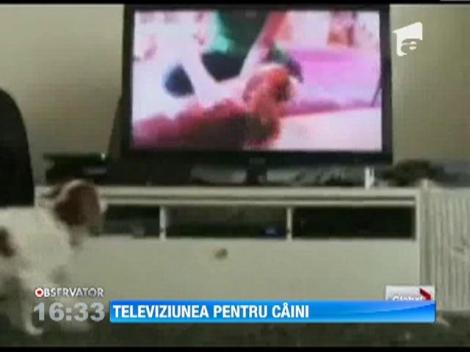S-a deschis prima televiziune pentru caini din lume