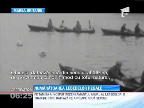 Numaratoarea lebedelor regale