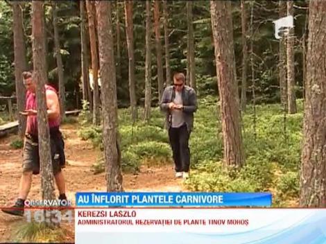 Au inflorit plantele carnivore