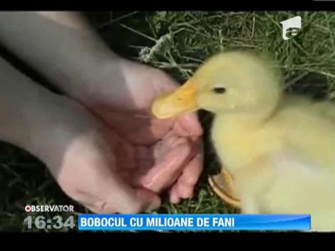 Cel mai simpatic boboc de rata din lumea virtuala