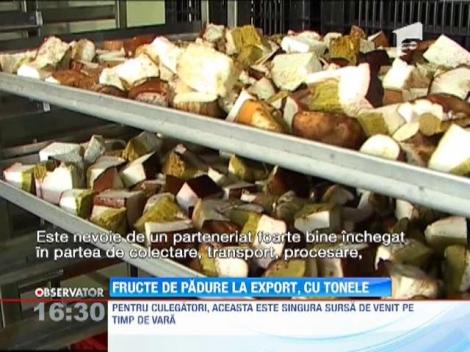 Zeci de tone de fructe de padure vor fi adunate in judetul Harghita