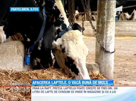Ancheta pe piata laptelui! De la ferma, pana pe masa romanilor, laptele se scumpeste cu 300%
