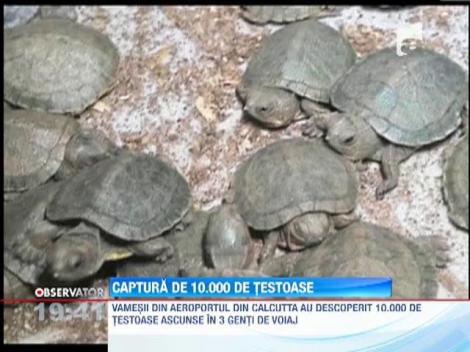 Contrabanda cu 10 mii de broaste testoase, in India