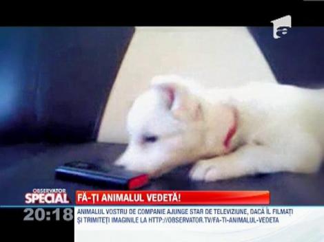 Fa-ti animalul vedeta!