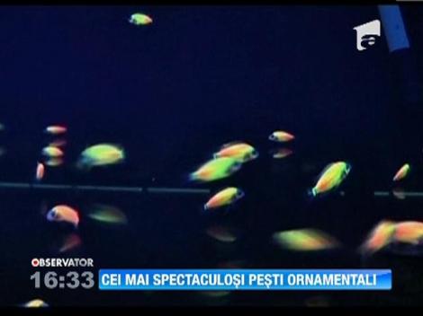 Cei mai spectaculosi pesti ornamentali