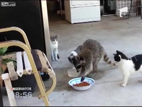 Un raton, oaspete surpriza la pranzul a trei pisici