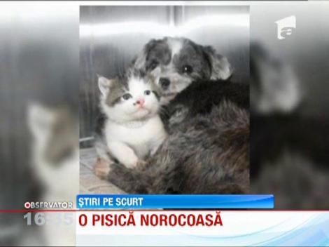 O catelusa de talie mica are grija de un pui de pisica