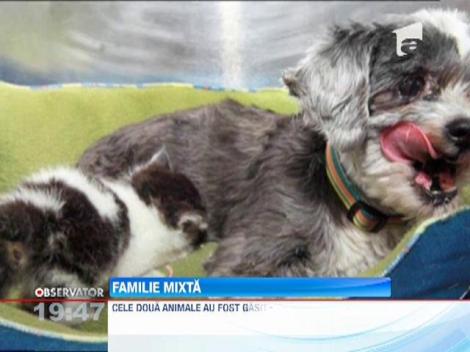Un caine a adoptat un pui de pisica si se poarta ca is cum ar fi al lui