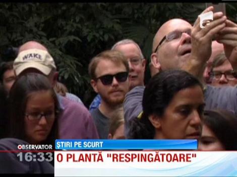 La Washington a inflorit pentru prima data in 10 ani "floarea-cadavru"