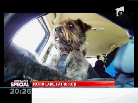 VIDEO: Primii caini soferi din lume!