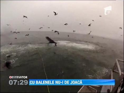 Doi scafandri au fost la un pas sa fie inghititi de balene