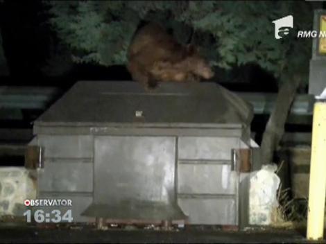 Pui de urs blocata intr-un tomberon, in California