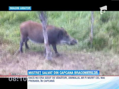 Mistret salvat din capcana braconierilor