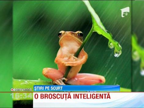 O broasca testoasa da lectii la capitolul tehnici de aparare impotriva ploii torentiale