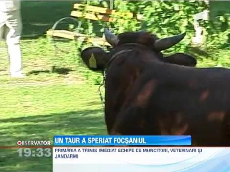 UPDATE / Corida in Focsani dupa ce un taur a fugit dintr-un abator