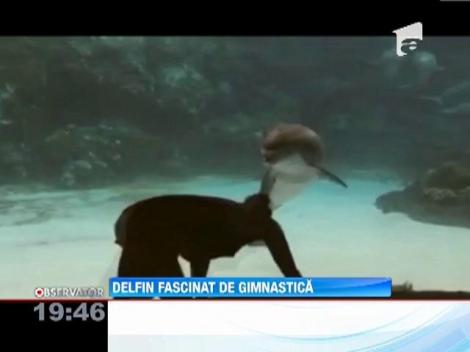 VIDEO! Un delfin din Florida este fascinat de gimnastica