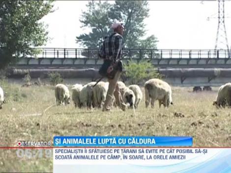 In zilele toride, crescatorii trebuie sa tina animalele la umbra si sa le dea multa apa