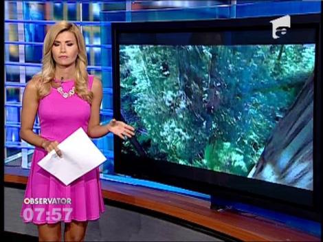 Efectul de incalzire globala a inceput sa incetineasca