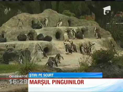 Pinguinii au facut spectacol la o gradina zoologica din San Francisco