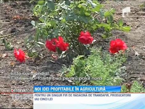 Noi idei profitabile in agricultura