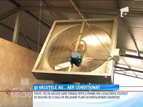 Aer conditionat pentru vacute, la o ferma din Foltesti
