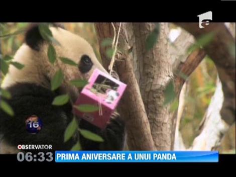 Aniversare speciala pentru un pui de urs panda de la gradina zoologica din San Diego