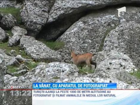 Turistii care urca la peste 1800 de metri altitudine au parte de un spectacol al caprelor negre