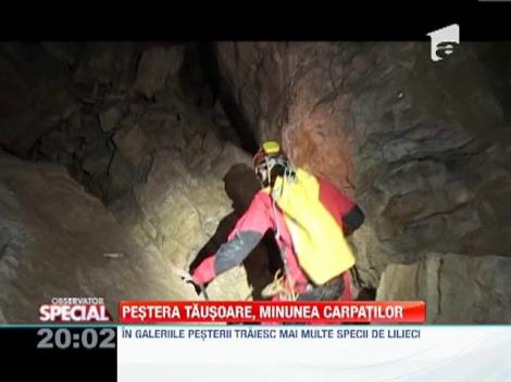 Pestera Tausoare, comoara de sub munte