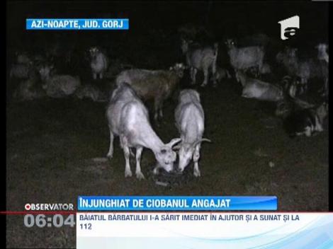 Proprietarul unei stane din judetul Gorj, injunghiat de unul dintre ciobanii pe care ii avea angajati