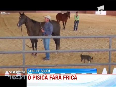 VIRAL! O pisica curajoasa s-a luat la "lupte" cu un cal!