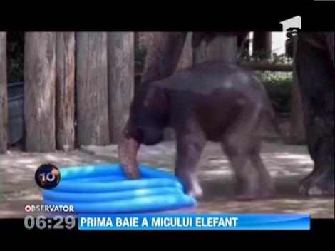 Prima baie pentru un pui de elefant de la o gradina zoologica din Texas