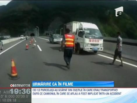 China: 12 purcelusi evadati dintr-un camiont au creat panica pe o autostrada