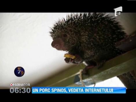 Un porc spinos face senzatie pe internet