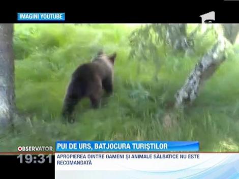 Un pui de urs, transformat in jucaria unor turisti!
