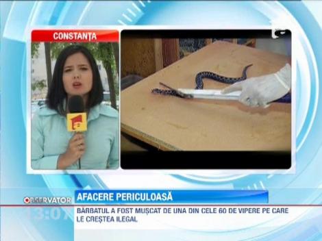 Un crescator de vipere din Ialomita a ajuns la spital dupa ce a fost muscat de unul dintre serpii pe care ii crestea ilegal