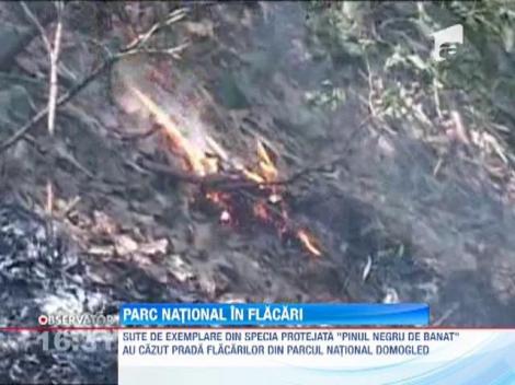 Un incendiu devastator mistuie de cateva zile Parcul National Domogled