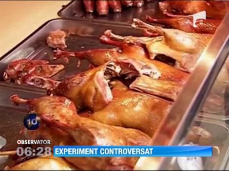 Cercetatorii vor face experimente controversate cu o noua tulpina a gripei aviare