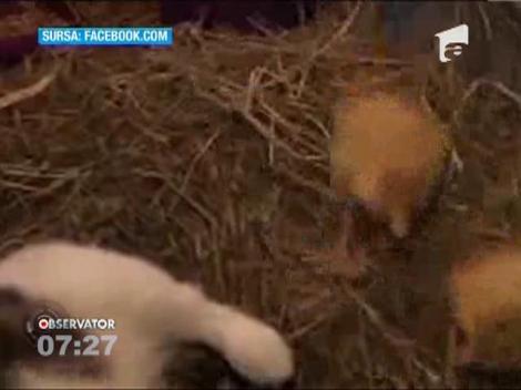 Pisica, mama adoptiva pentru ratuste