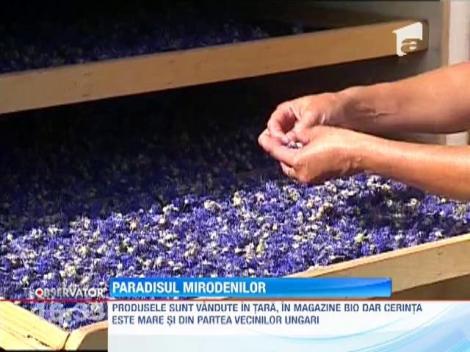 O familie din Olanda a creat un adevarat paradis cu cu mirodenii si plante medicinale, in Transilvania