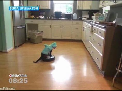 VIDEO FUNNY! O pisica, ajutor de nadejde la curatenie